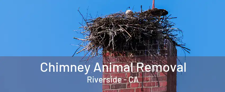 Chimney Animal Removal Riverside - CA