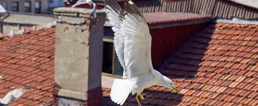 Residential Chimney Animal Removal Solution in Riverside, CA